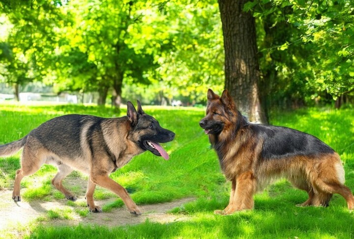 Differences Between Short-Haired and Long-Haired German Shepherds