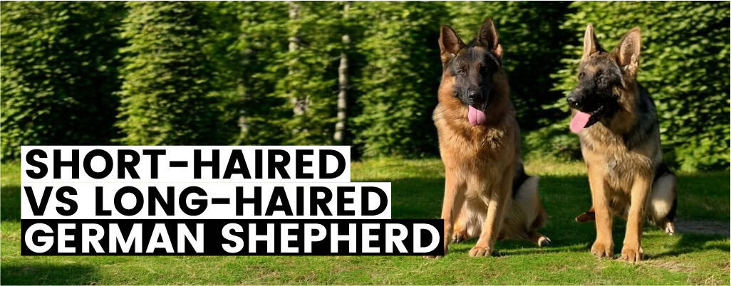 Differences of Long Hair & Short Hair German Shepherds