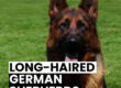 Long-Haired German Shepherds