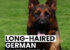 Long-Haired German Shepherds