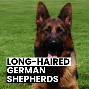 Long-Haired German Shepherds