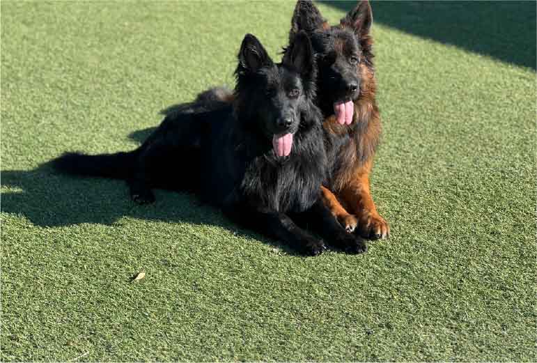 Proper Nutrition for Long-Haired German Shepherds