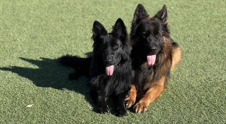 long-haired German shepherds