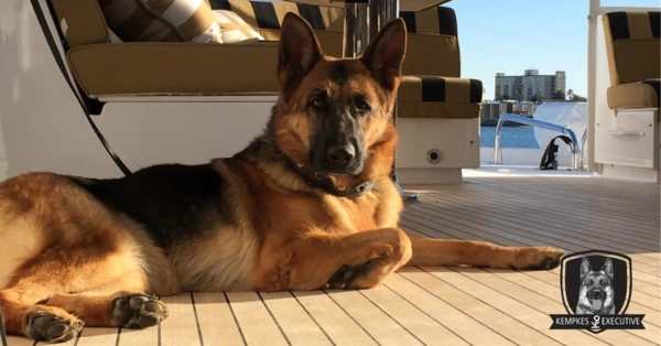 Best German Shepherds Breeds for Family Protection