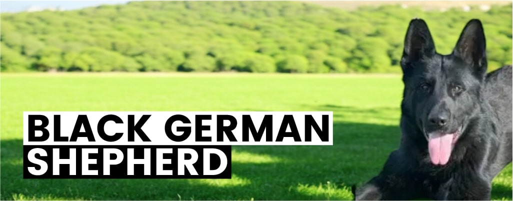 Black German Shepherds The Ultimate Guide