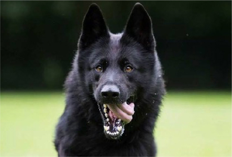 Exercise & Training Needs of Black German Shepherds