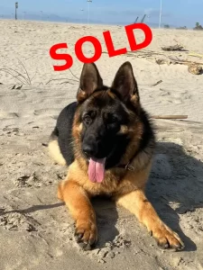 Marcos vom Wuestenberger-Land great elite canines laying in the sand at the beach