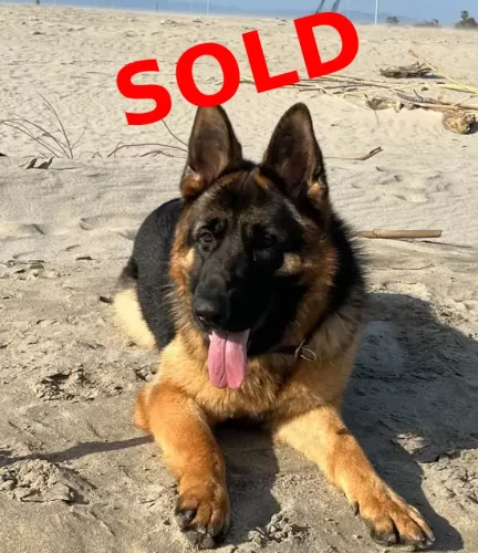 Marcos vom Wuestenberger-Land great elite canines laying in the sand at the beach