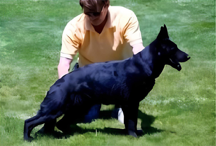 Physical Characteristics of Black Colored German Shepherd​