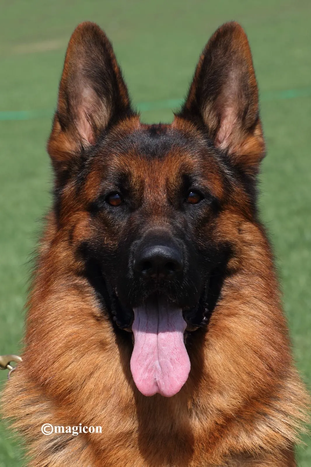 Romo vom Fichtenschlag - German Shepherd Import