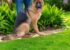 Selecting the best personal protection German Shepherd