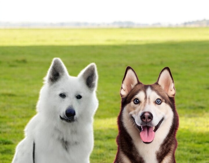 What is a Husky and White German Shepherd Mix?