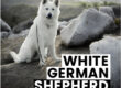 White German Shepherd