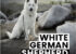 White German Shepherd