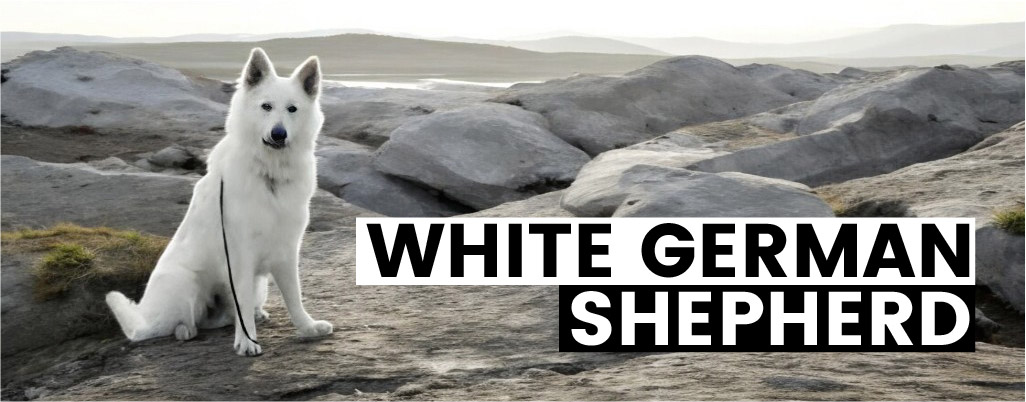 White German Shepherd History, Appearance, and More