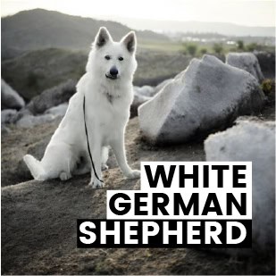 White German Shepherd