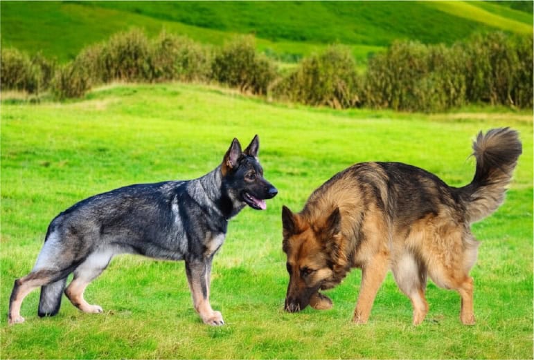 Appearance & Physical Traits of long & short sable german shepherds