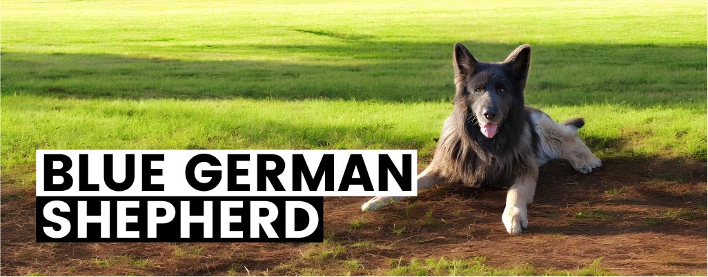 Everything You Need to Know About Blue German Shepherds