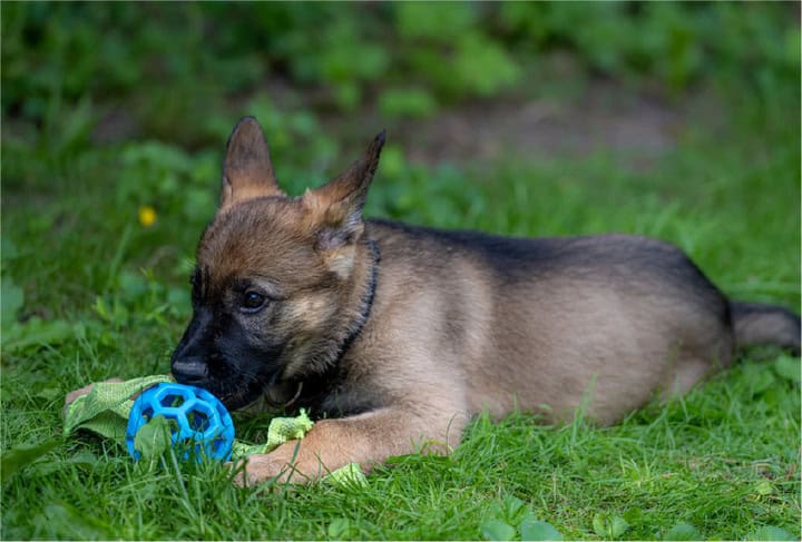 Exercise & Training Needs of Sable German Shepherd