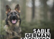 Sable German Shepherds