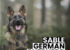 Sable German Shepherds