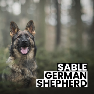 Sable German Shepherds