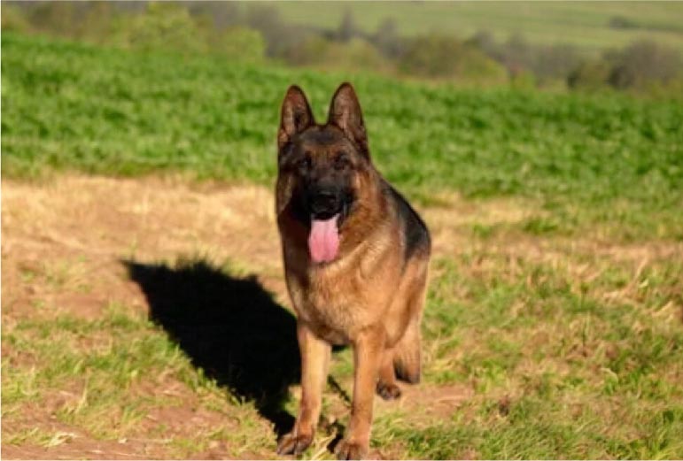 Black and Tan German Shepherds