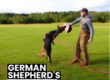 German Shepherd Bite Force