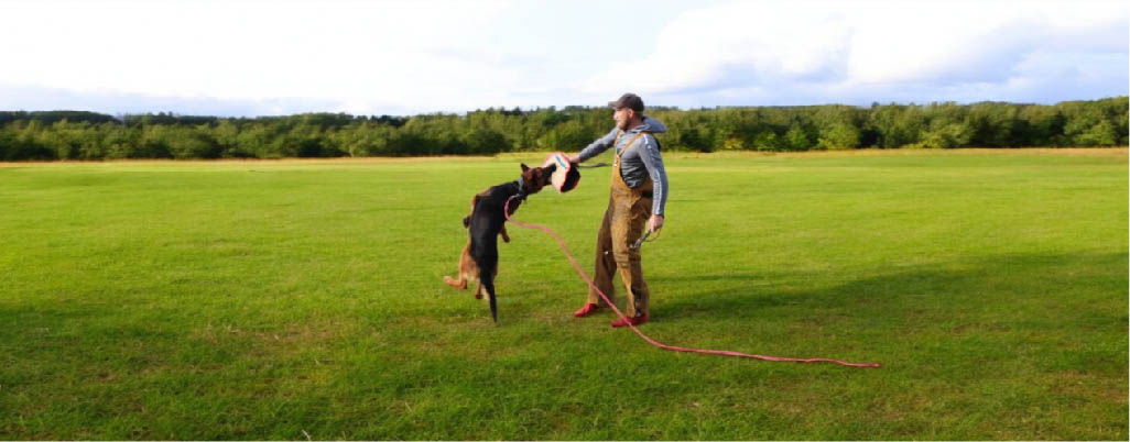 German Shepherd Bite Force - Its Significance & How to Measure