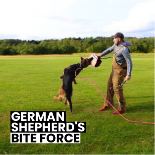 German Shepherd Bite Force