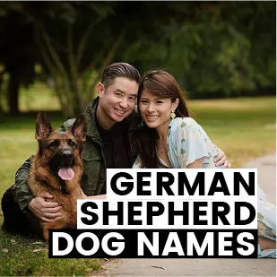 German Shepherd Dog Names