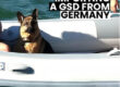 Importing a German Shepherd from Germany