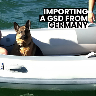 Importing a German Shepherd from Germany