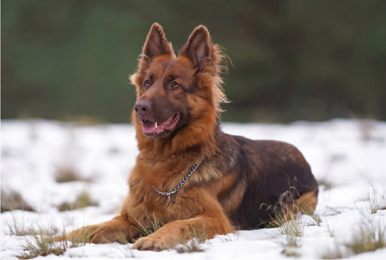 Liver German Shepherd