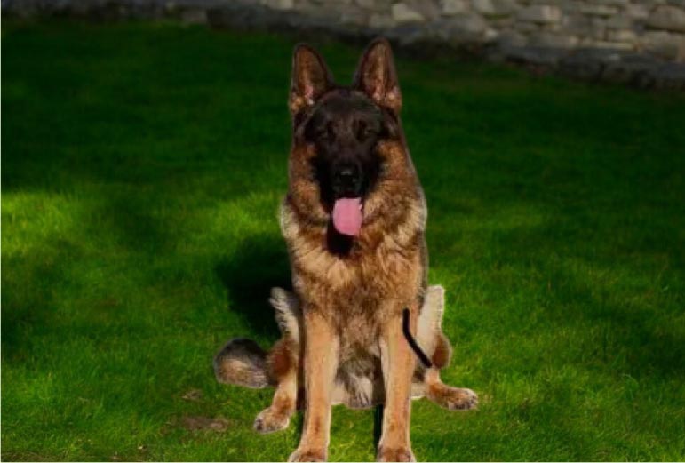 Long-Haired German Shepherds