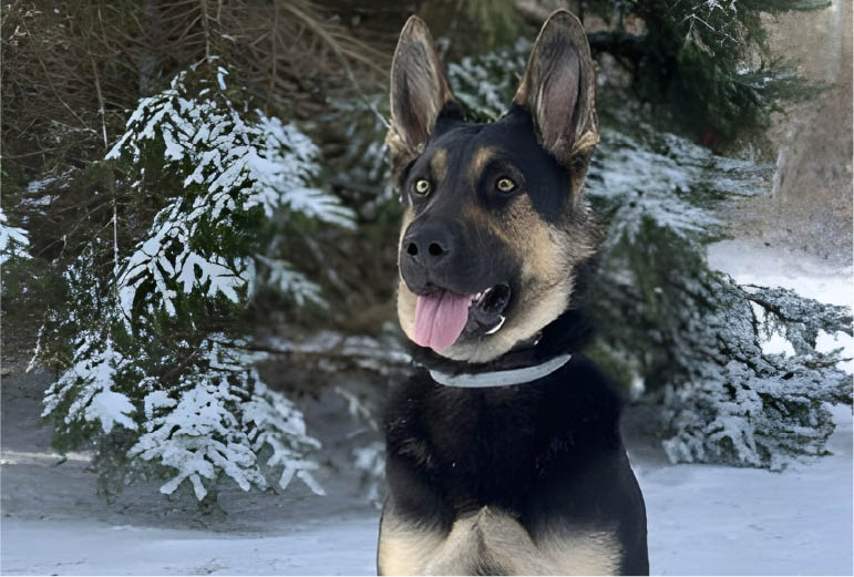 Panda German Shepherd