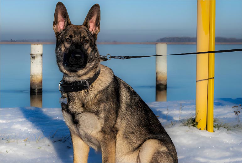 Sable German Shepherds