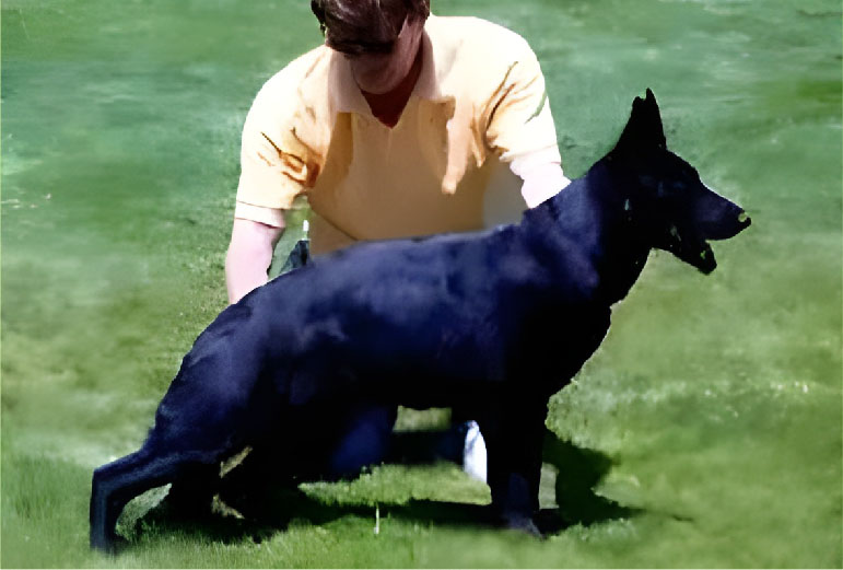 Solid Black German Shepherds