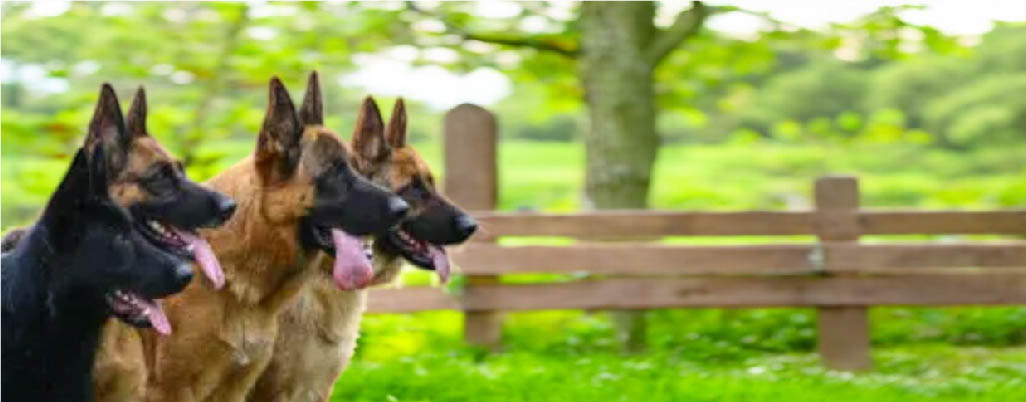 Different German Shepherds on the basis of Color, coat and bloodline