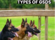 Types of German Shepherds