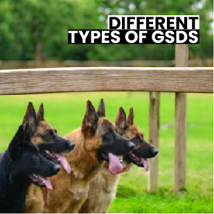 Types of German Shepherds