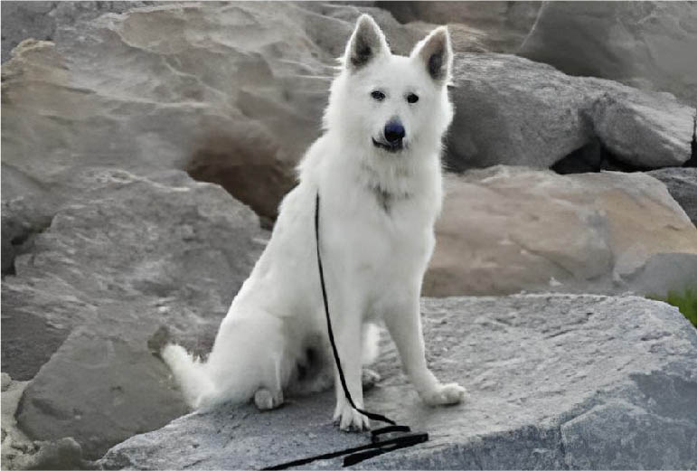 White German Shepherds