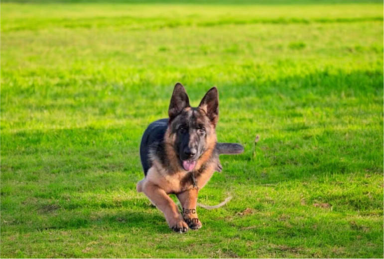 Working Line German Shepherds