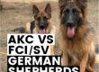 AKC vs FCISV German Shepherds