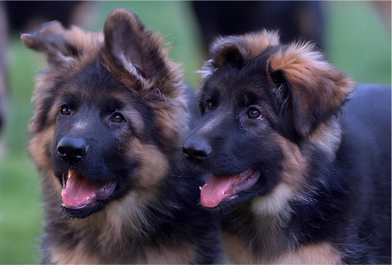 Litter Letter System for GSD Puppies Naming In Germany - The Alphabet Rule