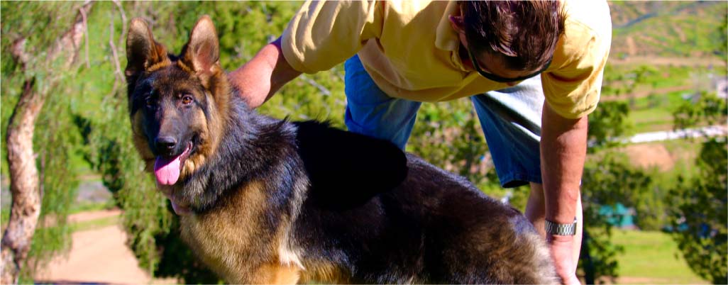 German SV Breed Warden and His Role in the German shepherd breed