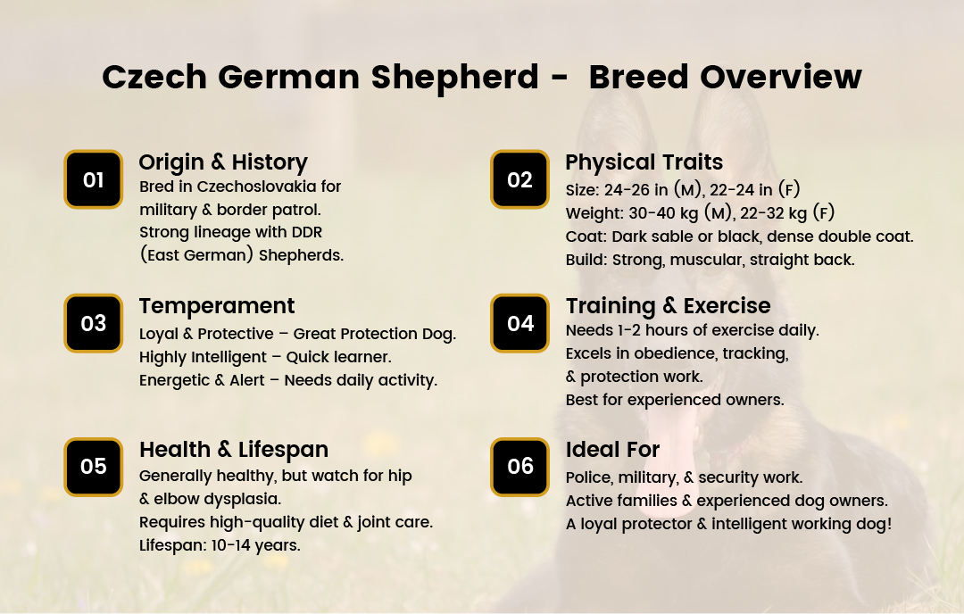 Czech German Shepherd Breed Overview