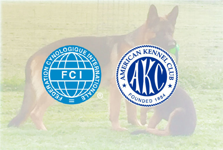 Difference Between AKC FCI and SV Registrations