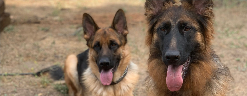 Difference Between AKC-Registered GSDs and FCI/SV-Registered European GSDs