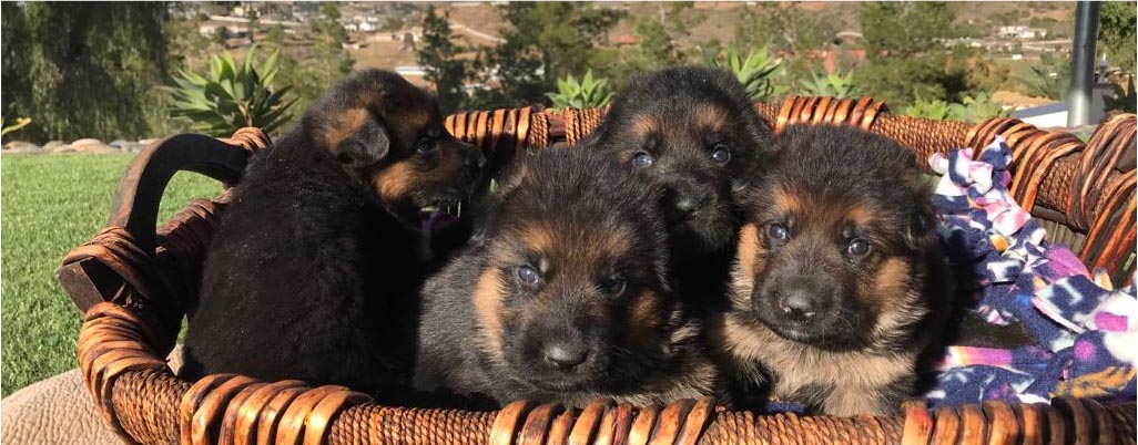 How German Shepherd Breeders in Germany Name Their German Shepherd Puppies